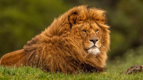 Majestic Lion in Serene Landscape wallpaper