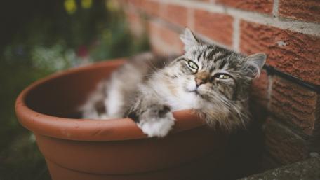 Cozy Cat Relaxing in a Flower Pot wallpaper
