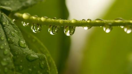 Refreshing Raindrops on Green Leaves wallpaper