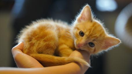 Adorable Orange Kitten in Gentle Hands wallpaper