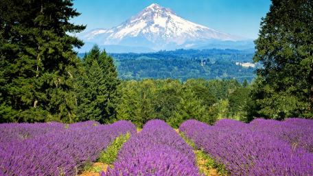 Serene Lavender Fields Against Majestic Mountain View wallpaper