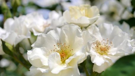 Delicate White Blooms in Soft Focus wallpaper