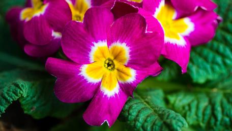 Vibrant Primrose Blooms in Full Glory wallpaper