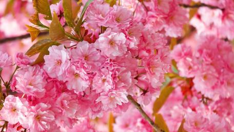 Blooming Cherry Blossom Delightful Showcase of Nature's Beauty in Pink's Soft Embrace wallpaper