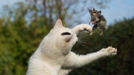 A Playful Dance Between Cat and Mouse wallpaper