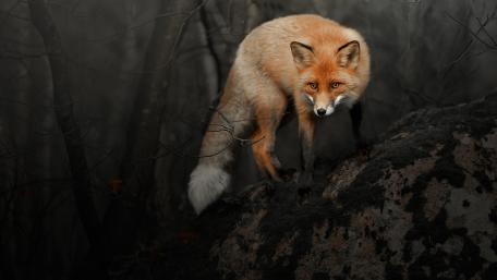 Mystical Fox in Enchanted Forest Shadows wallpaper