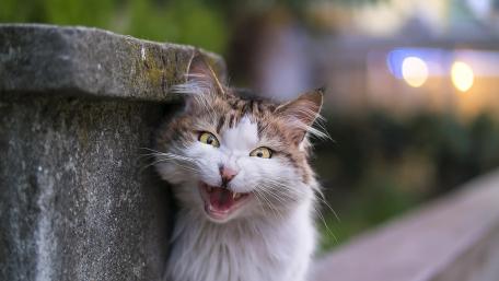 Playful Cat Portrait wallpaper