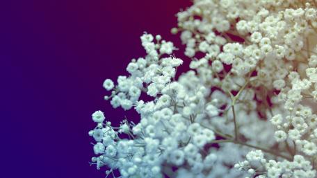 Delicate Blooms Against a Colorful Background wallpaper