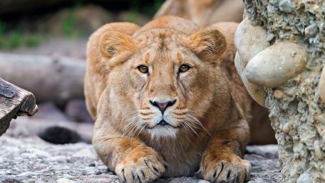 Majestic Lioness in Natural Habitat wallpaper