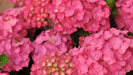 Vibrant Pink Hydrangeas Blooming Brilliantly wallpaper