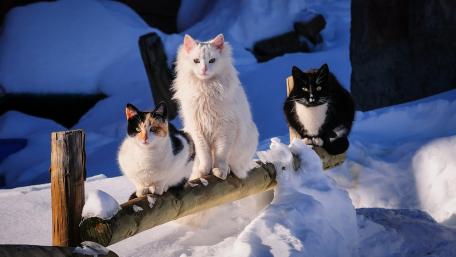 Charming Winter Cats on a Snowy Log wallpaper