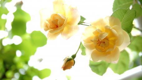 Soft Yellow Roses in Natural Light wallpaper