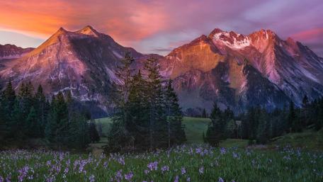 Majestic Mountain Sunrise Over Flower Fields wallpaper