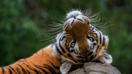 Majestic Tiger Posing Gracefully wallpaper