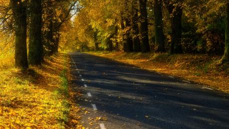 Golden Autumn Road beneath Canopy of Trees wallpaper