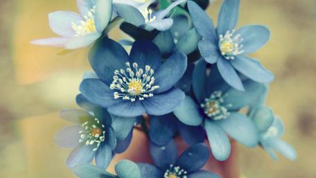 Serenity in Blue Blossoms wallpaper