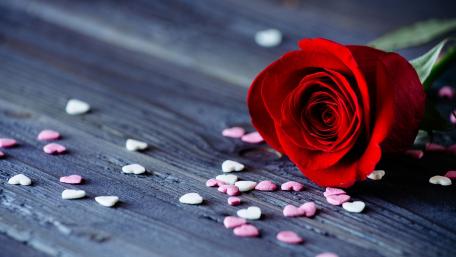 Romantic Rose on a Wooden Surface Gallery wallpaper