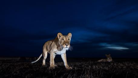 Majestic Lioness Under Twilight Sky wallpaper