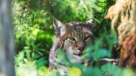 Majestic Lynx in Nature's Embrace wallpaper