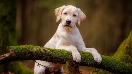 adorable puppy resting on a mossy log wallpaper