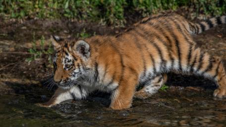 Playful Tiger Cub in Water wallpaper