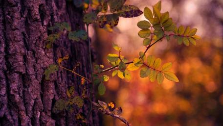 Vibrant Autumn Leaves on Tree Trunk wallpaper