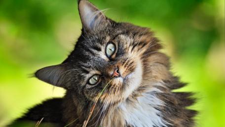 Charming Cat Serenity Wallpaper wallpaper