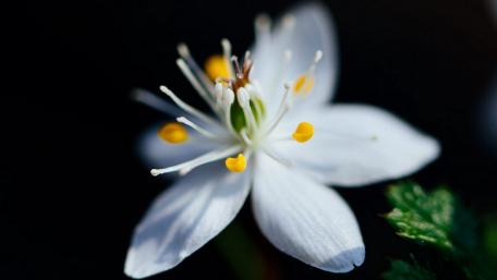 Delicate White Flower on Dark Background wallpaper