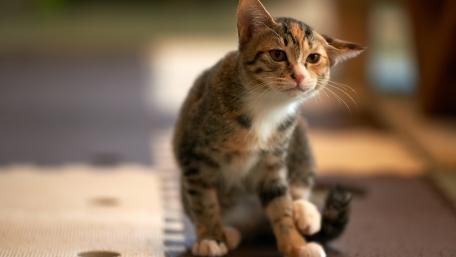 Playful Cat in a Cozy Setting wallpaper