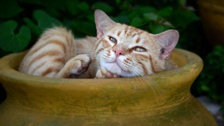 Cozy Cat in a Flower Pot wallpaper