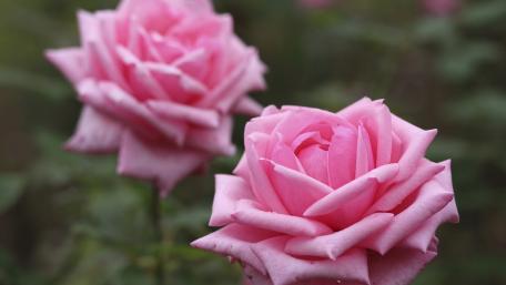 Delicate Pink Roses in Bloom wallpaper