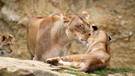 Lions Sharing a Heartwarming Moment Together wallpaper