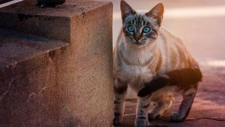 Curious Cat in Urban Setting wallpaper