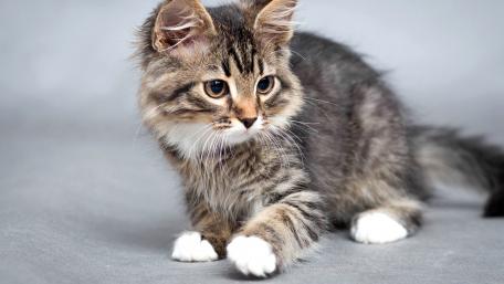 Adorable Kitten Exploring Its Surroundings wallpaper