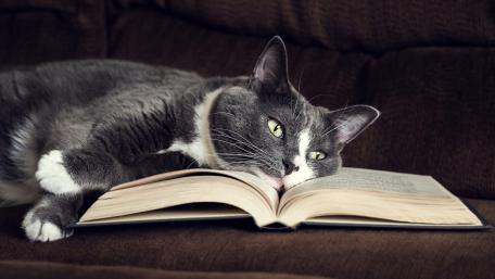 Cozy Cat Reading Time wallpaper