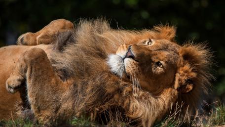 Majestic Lion Relaxing in Nature's Embrace wallpaper