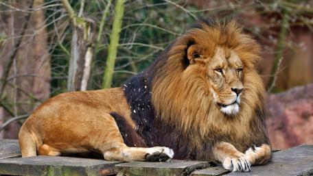 Majestic Lion in Serene Posture wallpaper