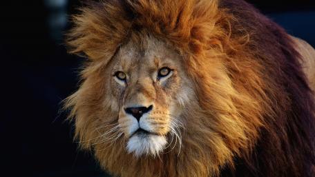 Majestic Lion Displaying Nature's Power and Beauty wallpaper