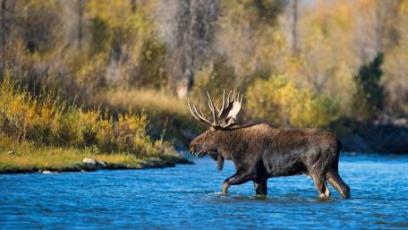 Majestic Moose Wanders Through Tranquil Waters wallpaper