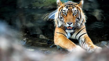 Majestic Tiger in Its Natural Habitat wallpaper