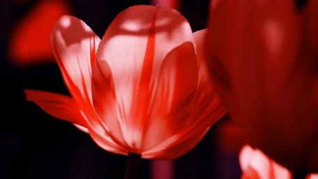Red Tulip Elegance in Shadows wallpaper