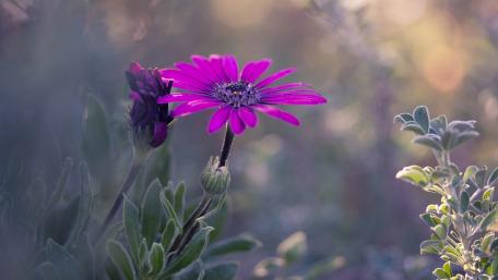 Vibrant Purple Blossom in Nature's Embrace wallpaper