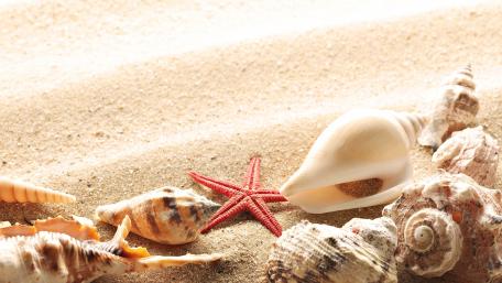 Seashells and Starfish on a Serene Beach wallpaper