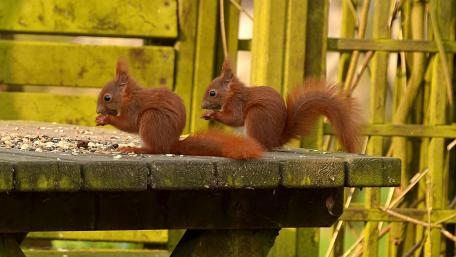 Squirrels Enjoying a Snack Together wallpaper