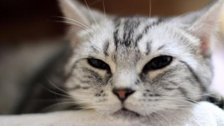 Charming Close-Up of a Sleepy Cat wallpaper