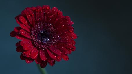 Vibrant Red Gerbera with Raindrops Glow wallpaper