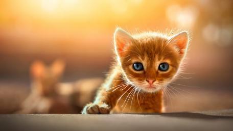 Charming Kitten Exploration Moments wallpaper