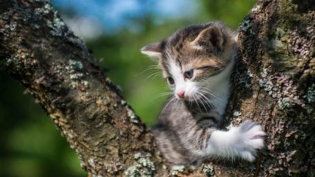Playful Kitten Climbing a Tree wallpaper
