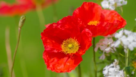 Vibrant Red Poppy Blooms in Spring Garden wallpaper