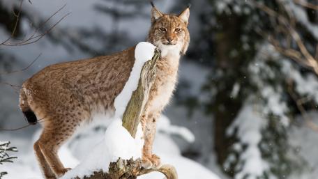Majestic Lynx in the Winter Wilderness wallpaper